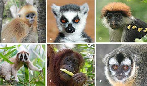 Impending Extinction Crisis Of The Worlds Primates Why Primates