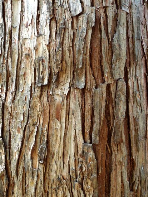 Detail Of Tree In Forest With Old Bark In Park Stock Image Image Of