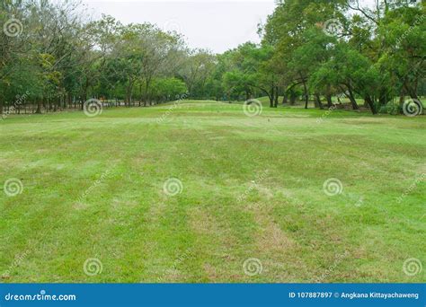 Green Meadow Grass Surrounded With Trees At Public Park Stock Image