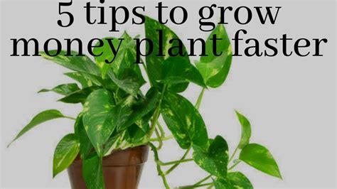 In this article, you'll learn everything you need to make sure to empty the cache pot or drip tray so that the container is never sitting in water. How to grow money plant, MISHKANET.COM