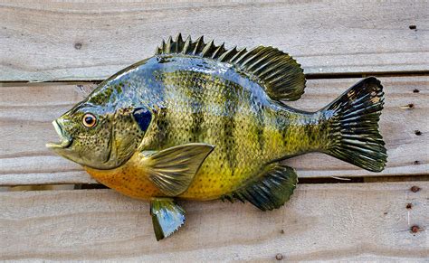 Freshwater Bream And Crappie The Fish Mount Store