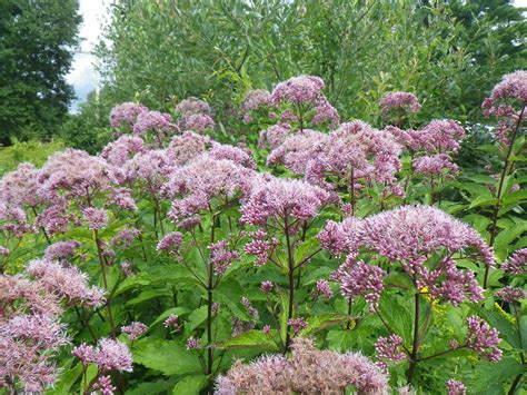 Lot of this around the perimeter of back yard. Eutrochium fistulosum (Hollow Joe-Pye Weed) | World of ...