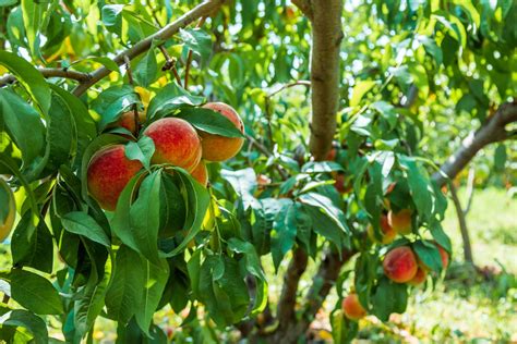 How To Grow A Peach Tree From Seed Peach Pit Planting And Growing Guide