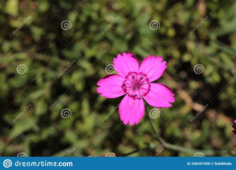 Maiden Pink Flower Dianthus Deltoides Stock Photo Image Of Bloom