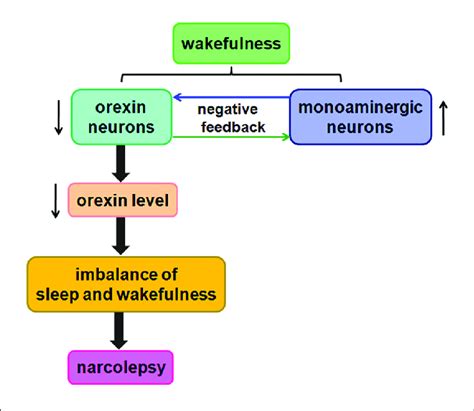 Likely Relationship Between Orexin And Narcolepsy A Negative