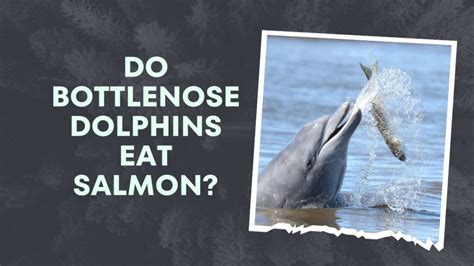 Do Bottlenose Dolphins Eat Salmon Fascinating Facts Uncovered