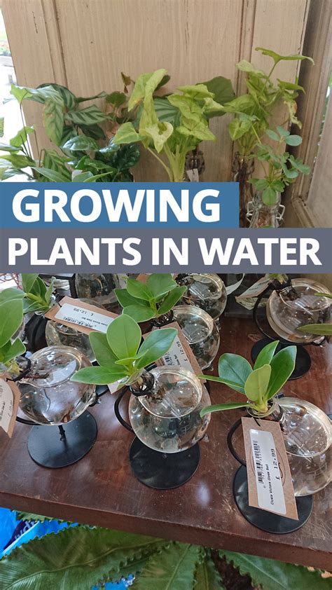 Growing Houseplants In Water Plants Grown In Water Water Plants