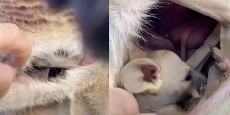 Footage Captures What The Inside Of Kangaroo Pouch Actually Looks Like