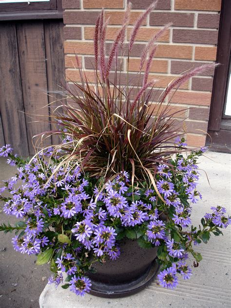 Do not plant next to grass, it will intermingle. Front Step Container - August | The purple fountain grass ...