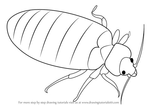 Simple Insect Drawing At Getdrawings Free Download