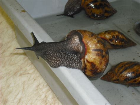 Giant Snails From Ghana Seized At US Airport