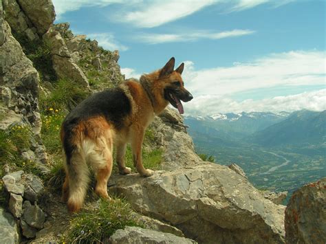 German Shepherd Dog Wallpapers 76 Background Pictures