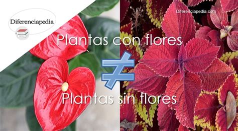 Diferencia Entre Plantas Con Flores Y Plantas Sin Flores
