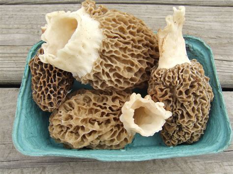 White Morel Mushrooms Suttons Bay Michigan Stuffed Mushrooms