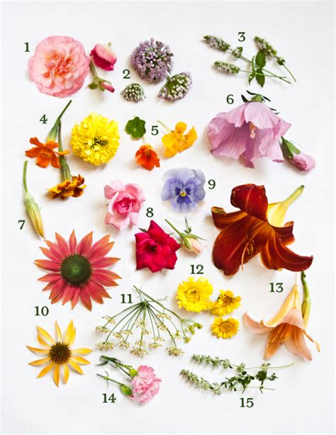 Edible Flower Guide Proven Beauty