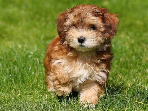46 Baby Puppy Baby Cute Animals Images