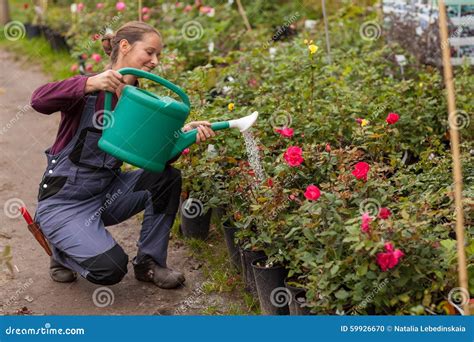 Woman Gardener Watering The Flowers In The Garden Stock Photo Image