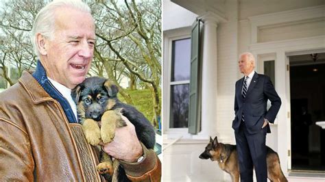 Comment Appeler Le Chien De Franklin - Les deux chiens de Joe Biden ont leur propre compte Twitter