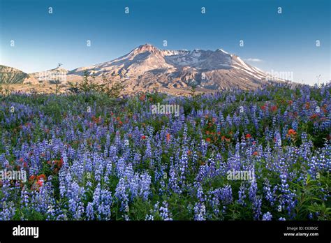 Wildflowers And Mount St Helens Washington Stock Photo Alamy