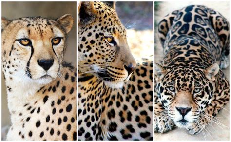 Cheetah Puma Jaguar Panther Tiger Leopard Difference