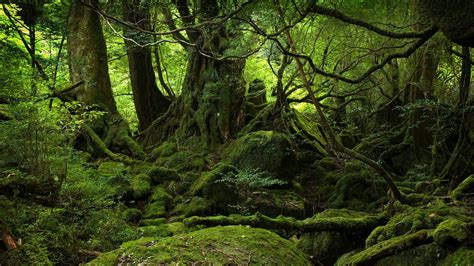 壁纸 阳光 树木 景观 森林 性质 科 苔藓 绿色 荒野 丛林 流 雨林 厂 植被 林地 栖息地 自然环境