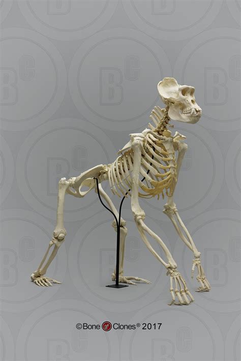 Articulated Gorilla Skeleton Bone Animal Skeletons Gorillas