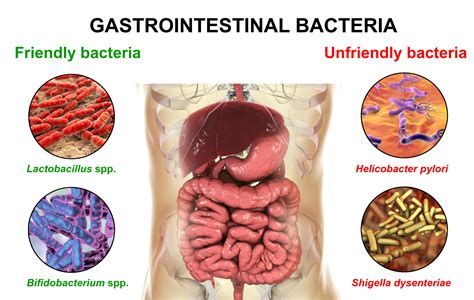 We Are Still Learning About The Gut Microbiome Sanctuary Functional