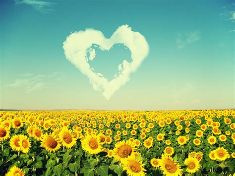 Sunflowers Love The Sun Hd Nature Wallpaper Beautiful My Xxx Hot Girl