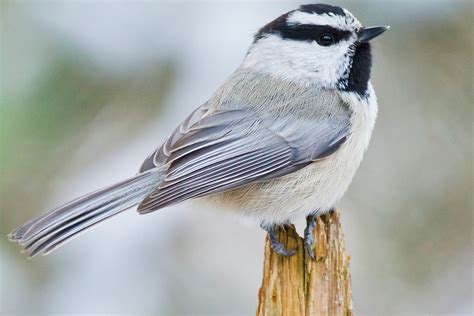 9 Birds That Look Like Chickadees With Photos Sonoma Birding