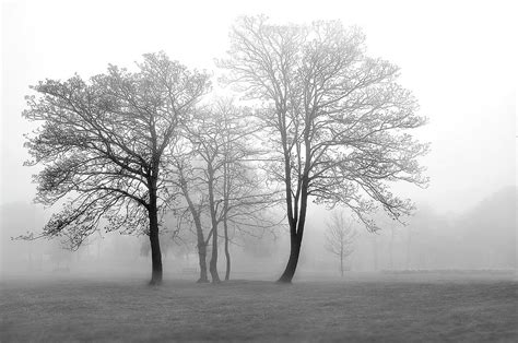 Foggy Trees Photograph By Svetlana Sewell Fine Art America