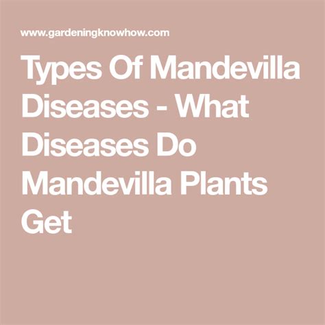 Unhealthy Mandevilla Plants How To Treat Mandevilla Disease Problems