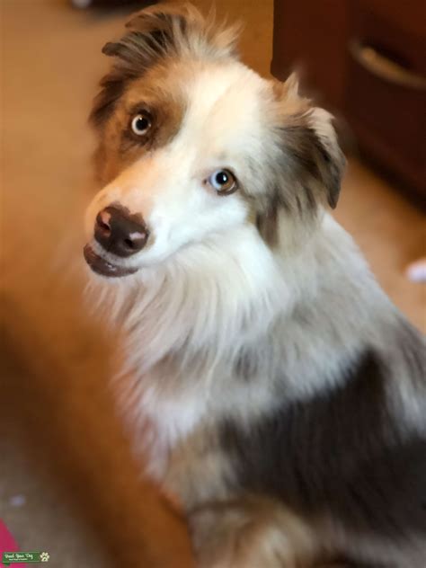 Stud Dog Handsome Brown Merle Miniature Australian