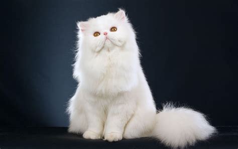 White Cat Wallpapers Wallpaper Cave