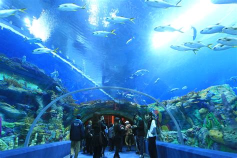 Worlds Largest Aquarium Opens In China