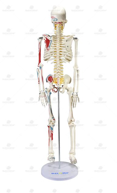 esqueleto humano 85 cm de altura c origens e inserções musculares e haste c suporte prática