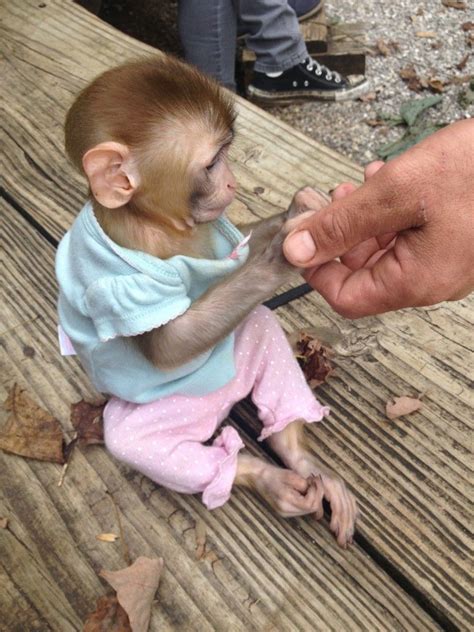 Baby Marmoset Monkeys For Sale In Tennessee Peepsburghcom