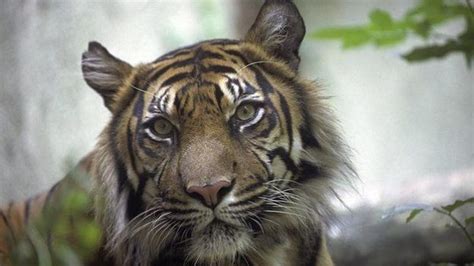 Sumatran Tigers Critically Endangered Species Triplets Born At