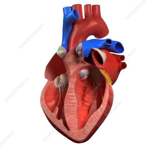 Heart Anatomy Artwork Stock Image F0048869 Science Photo Library