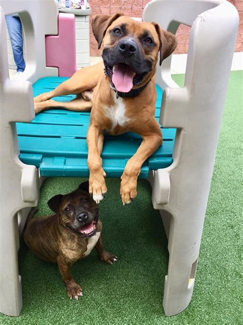 Angelenos love their furry and feathered friends, and they are considered true blue members of the family. Pets for Adoption at Cuyahoga County Animal Shelter, in ...