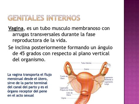 Anatomia Genital Feminina Externa Modisedu