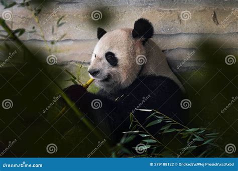 Panda Bear Behaviour In The Nature Habitat Portrait Of Giant Panda