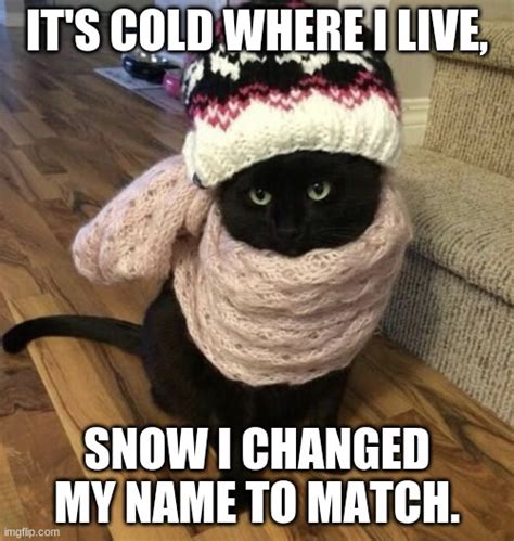 Cold Cat Imgflip
