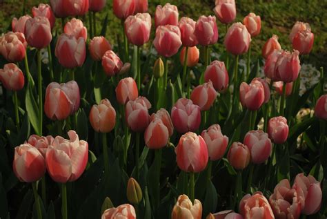 Tulips In Turkey Hemant Soreng S Photography
