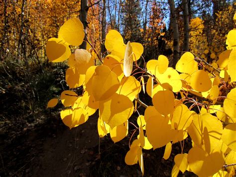 Quaking Aspen Star Of The Autumnal Sierra