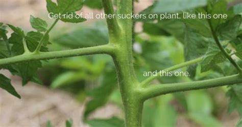 Tomato Plants How To Prune For A High Yield ~ Bless My Weeds