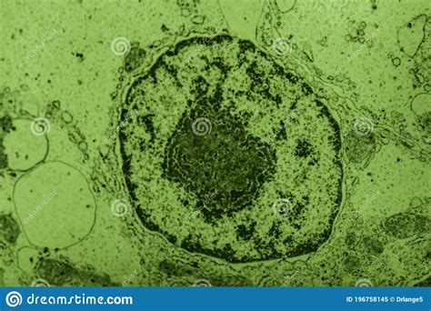 Cell Nucleus With Organelles Stock Image Image Of Microscopy