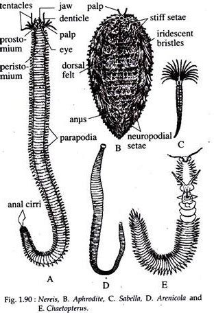 phylum annelida features  classification worms