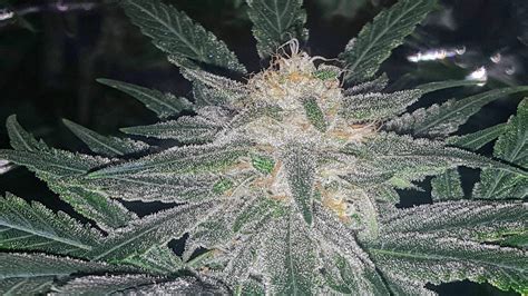 Purple Haze 1 Grow Journal Week11 By Michigander Growdiaries