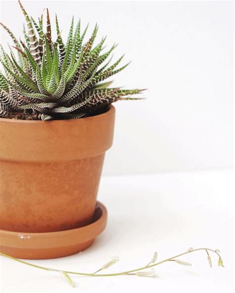 House Plant Club On Instagram One Of Our Favorite Easy Plants🌿