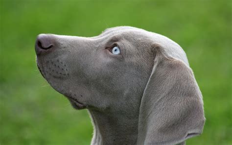 Weimaraner Full Hd Wallpaper And Background Image 1920x1200 Id191257